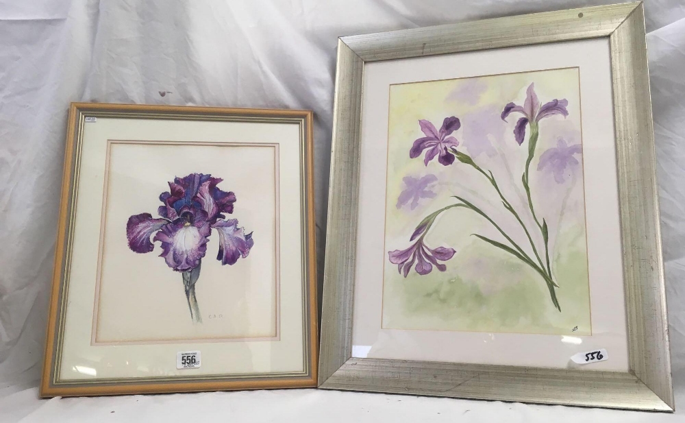 2 WATERCOLOURS OF IRISES, SIGNED WITH INITIALS