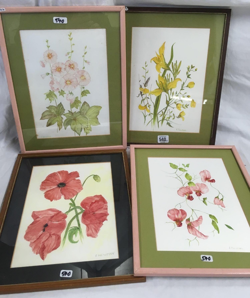 2 PAIRS OF ORIGINAL WATERCOLOURS OF FLOWERS, EACH SIGNED E NEWMAN