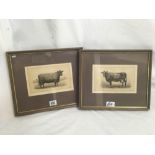 PAIR OF ANTIQUE ENGRAVINGS OF PRIZED COWS, JUNO AND WILD ROSE