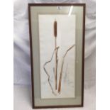 FINE QUALITY WATERCOLOUR STUDY OF A BULRUSH, SIGNED WITH INITIALS RDS OR RAS, IMAGE SIZE 28'' X