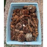 CARTON OF PINE CONES