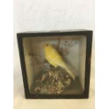 STUFFED CANARY IN DISPLAY CASE