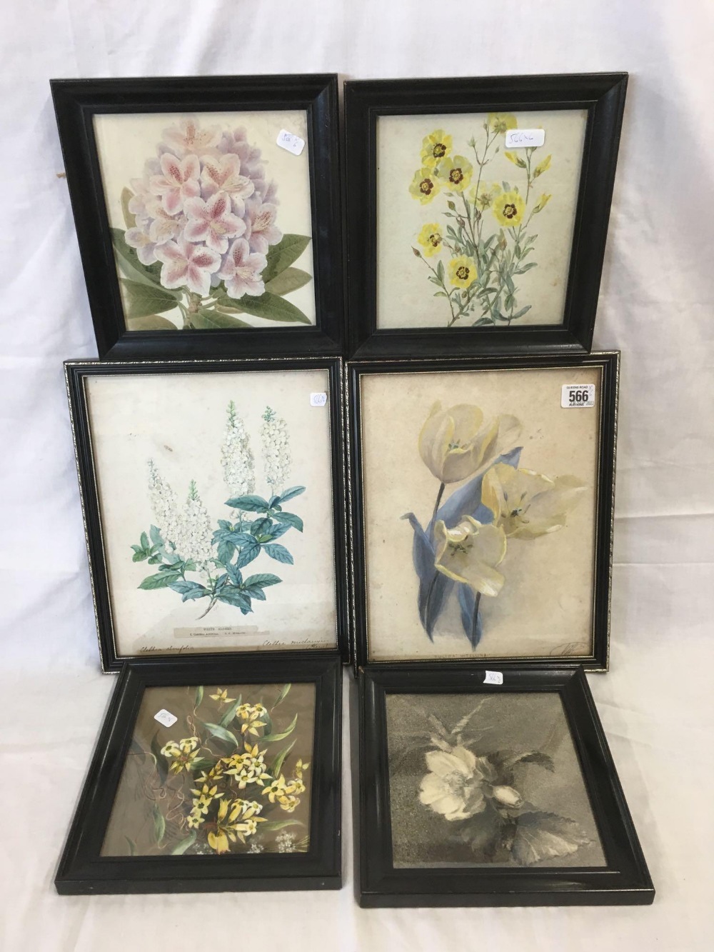6 ASSORTED 19THC WATERCOLOUR STILL LIFE'S OF FLOWERS WITH BOTANICAL NOTES,