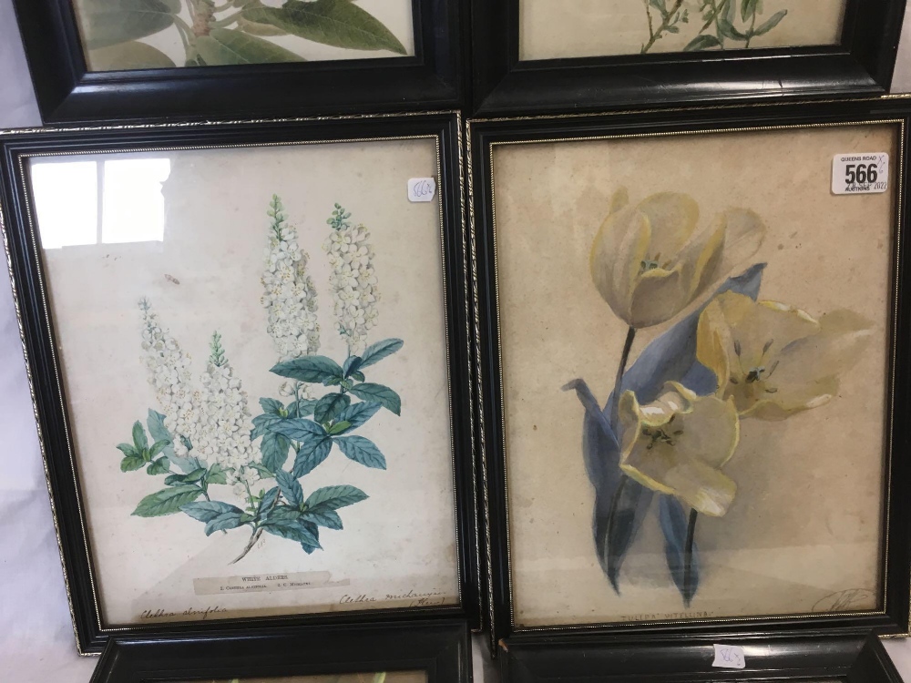 6 ASSORTED 19THC WATERCOLOUR STILL LIFE'S OF FLOWERS WITH BOTANICAL NOTES, - Bild 3 aus 4