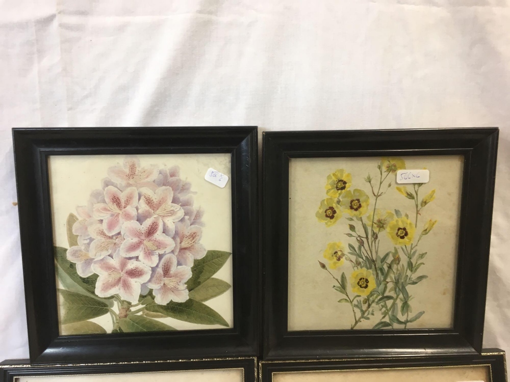 6 ASSORTED 19THC WATERCOLOUR STILL LIFE'S OF FLOWERS WITH BOTANICAL NOTES, - Bild 2 aus 4