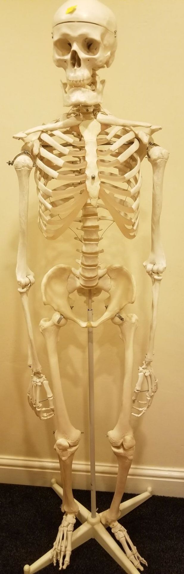 Model of human skeleton