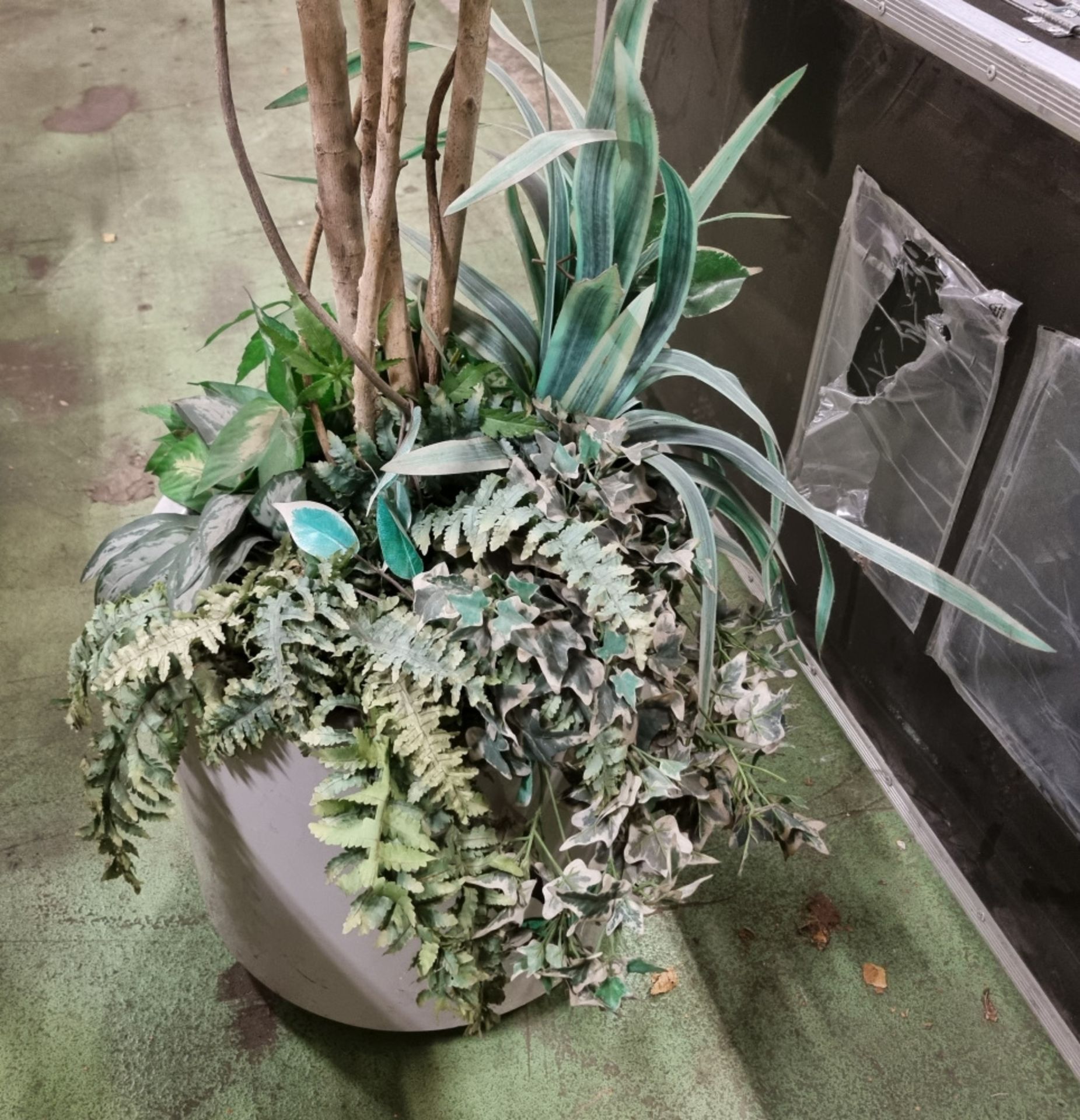 Showroom Plant in pot - Image 2 of 3