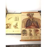 A 1950s anatomical poster of the Respiratory System, and another showing various bones, produced