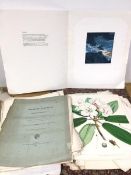 The Rhododendrons of Sikkim-Himalaya by Joseph Dalton Hooker, published 1849-51, in three parts,