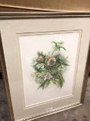 Jillian McDougall, Hellebores, watercolour, initialled bottom right, paper label verso, ex Broughton