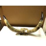 A pair of mounted horns, on a pierced horn wall plaque (30cm x 87cm x 32cm)