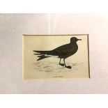 A print inscribed Leach's Petrel (10cm x 15cm)