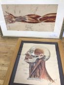 Vintage anatomical prints, one depicting an arm, the other, head and neck, the latter signed