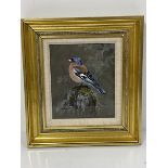 Margery Stephenson, Chaffinch, watercolour, signed lower left, paper label verso, in gilt