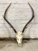 A four point deer antlers, reputedly used as a prop in outlander, L92cm