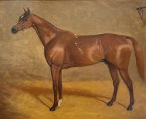 Early 20th Century School, Study of a Racehorse in his Stall, unsigned, oil on board, framed. 36cm