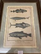 A 19thc coloured bookplate inscribed Histoire Naturelle and depicting four fish (38cm x 24cm)