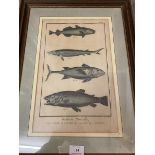 A 19thc coloured bookplate inscribed Histoire Naturelle and depicting four fish (38cm x 24cm)