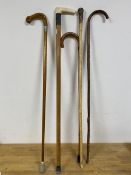 A group of five walking sticks, one with bone handle and white metal collar inscribed Rosemount
