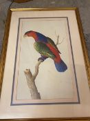 A modern reproduction print, Tropical Bird (46cm x 27cm)