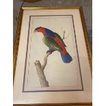 A modern reproduction print, Tropical Bird (46cm x 27cm)