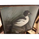 A late Victorian taxidermy Golden Eye duck in ebonised display case in naturalistic settings