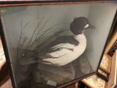 A late Victorian taxidermy Golden Eye duck in ebonised display case in naturalistic settings