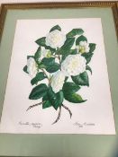 Irene Midleton, Camellia Japonica "Purity", watercolour, signed and dated 1982 bottom right,