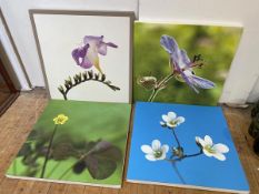 Nigel Bridges, four photographic prints on canvas depicting flowers including meadow saxifrage,
