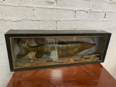 An Edwardian cased pike trophy, some losses, in original case which measures 28cm x 80cm x 13cm