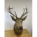 A five point antler stag's head, a/f, on oval shaped mount, measures approximately 100cm high x 66cm