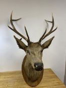 A five point antler stag's head, a/f, on oval shaped mount, measures approximately 100cm high x 66cm