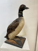 Taxidermy: a Great Northern Diver (Gavia immer), or Common Loon, a full mount adult, modelled
