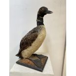 Taxidermy: a Great Northern Diver (Gavia immer), or Common Loon, a full mount adult, modelled