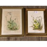 Krystyna Kark, A Forget Me Not Yellow Pimpernel and Frog, watercolour, measures 26cm x 20cm, and