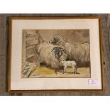 J Murray Thomson, RSA (Scottish, 1885-1974) black faced ewes and lamb, watercolour, signed bottom