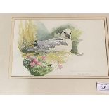 Frederick J Watson, Nesting Fulmar Craigleigh July '90, watercolour, signed bottom right, framed,