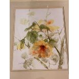 Joan Renton, RSW, (Scottish, b1935-), Study of Hibiscus, watercolour, paper label verso, ex Macaulay