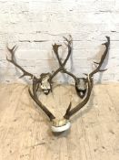 A collection of three large wall mounted Roebuck antlers 80cm x 70cm