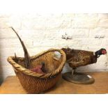 A taxidermy pheasant a/f, (35cm h), a cane basket with assorted items, (a lot)
