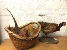 A taxidermy pheasant a/f, (35cm h), a cane basket with assorted items, (a lot)