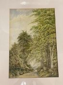 W Shackleton, country road with trees, watercolour, signed bottom left, framed (50cm x 34cm)