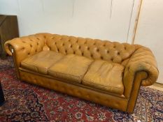 A tan brown leather three seater Chesterfield sofa with buttoned back and scrolled arms, on castors,