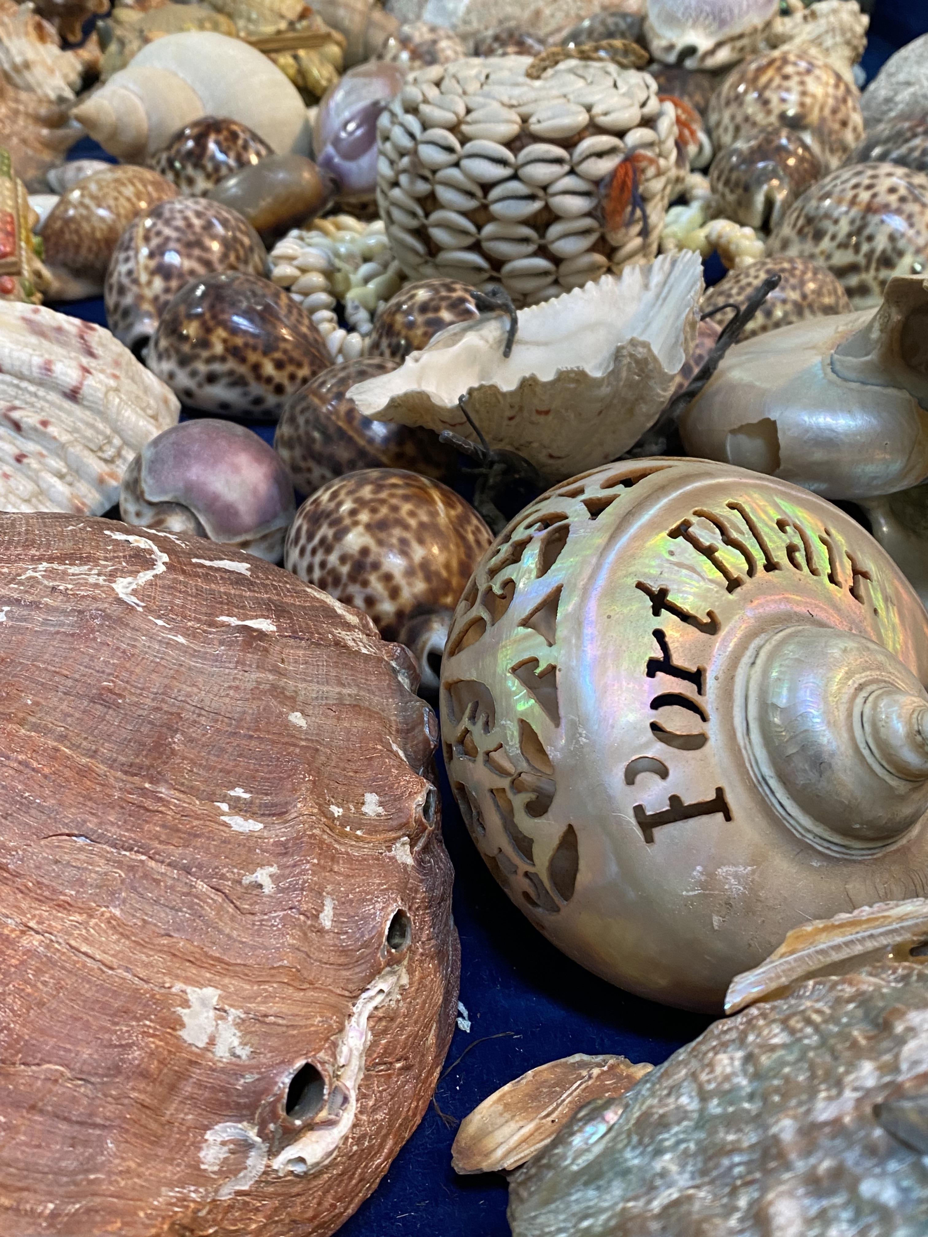 A collection of shells including cowrie, cone, clam and nautilus examples, some carved or souvenir - Image 2 of 3