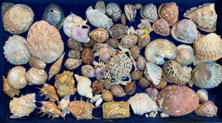 A collection of shells including cowrie, cone, clam and nautilus examples, some carved or souvenir