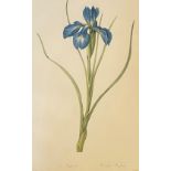 After Pierre-Joseph Redoute, a set of six botanical prints, 20th century, original engravings by