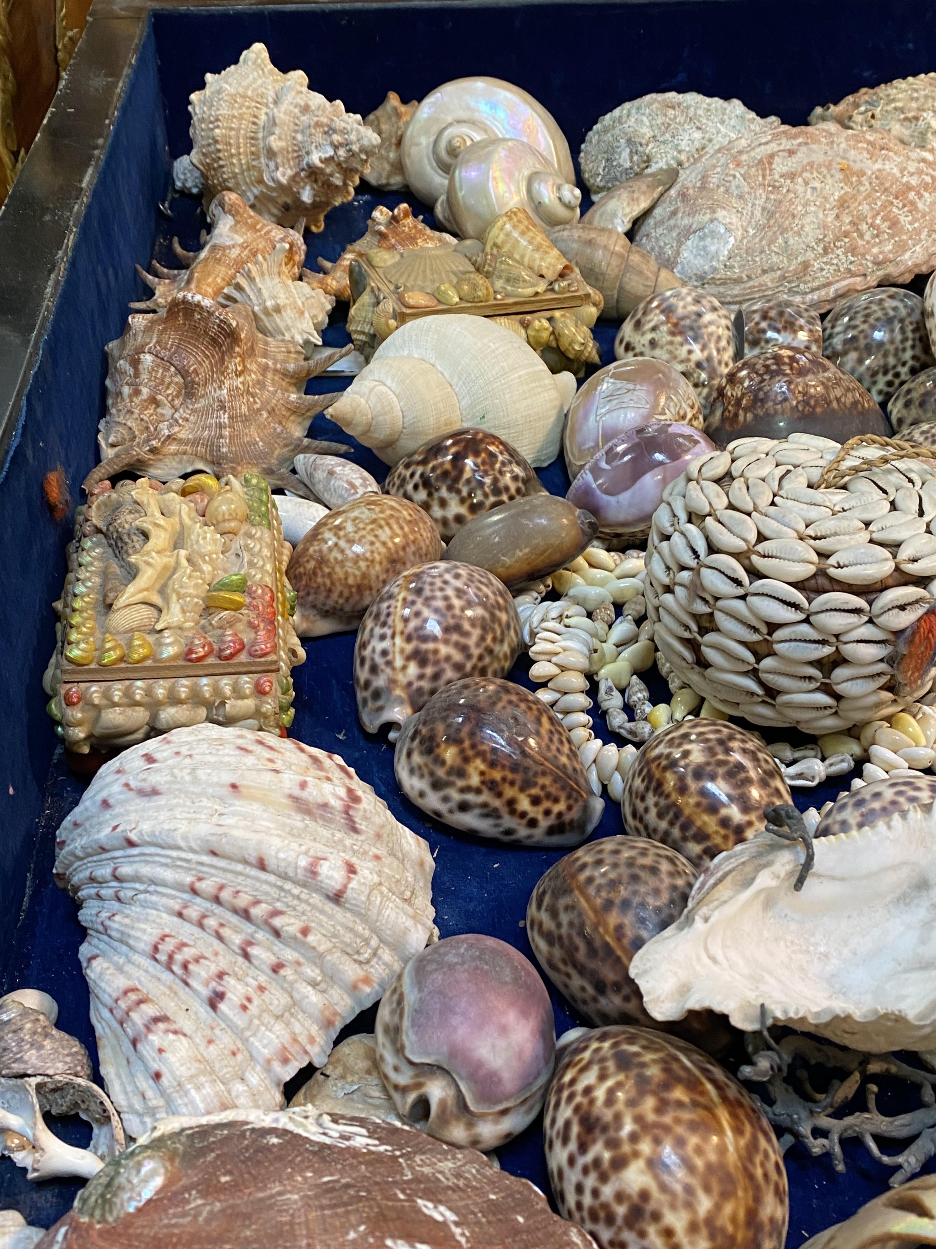 A collection of shells including cowrie, cone, clam and nautilus examples, some carved or souvenir - Image 3 of 3