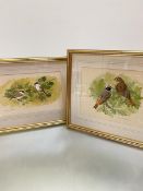 Margery Stephenson, Marsh Tits at Paxton, watercolour, signed bottom left, ex MacAulay Gallery (20cm