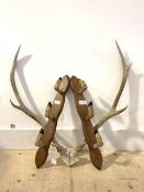 A wall mounted deer hoof gun rack, with provision for three guns, on a shaped and moulded hardwood