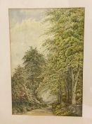 W Shakleton, country road with trees, watercolour, signed bottom left, framed (50cm x 34cm)